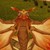 :iconmoridaina-chan: