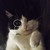 :iconmork-catface: