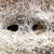 :iconmormoratus: