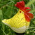 Morning-Glory27 :iconmorning-glory27: