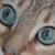 :iconmorningkit2404: