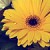 :iconmorningrosie: