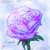 :iconmorningstar-19121:
