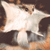 :iconmorphes: