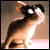 :iconmorphesque: