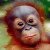 :iconMorphicmonkeY: