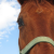 :iconMorphineStock: