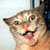 :iconmorphish-cat: