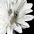 :iconmorphlingo: