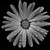 :iconmorriardy: