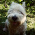 morsiela :iconmorsiela: