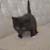 :iconmortuorio: