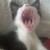 :iconmosnina: