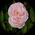 :iconMoss-Rose-Manips: