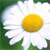 :iconmotikich: