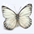 :iconmotimoti: