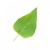 :iconmottleleaf45: