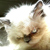 :iconmouchoisstock:
