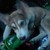 :iconmountaindewwolf: