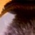 :iconmourad020: