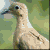 :iconmourning-dove: