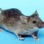 :iconmouse-lover: