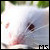 :iconmousesneezes: