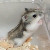 :iconmousewithnohouse: