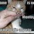 :iconmoustache--power: