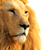 :iconmozarthenriques: