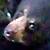 :iconmr-bear-the-2nd: