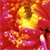 :iconmr-dux0r: