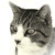 :iconmr-goldfish: