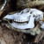:iconmr-kirkwood: