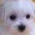 :iconmr-piko: