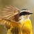 :iconmr-sadiq: