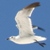 :iconmr-vee:
