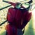 :iconmrblue-3: