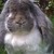 :iconmrbunny11:
