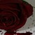 :iconmrd557: