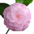 :iconmrdigidestiny: