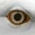 MrFez :iconmrfez: