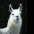 :iconMrNoon: