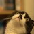 :iconmrowthecat: