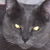 :iconmrp-fc: