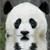 :iconmrpandacommando: