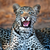 :iconmrschip: