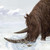:iconmrscoelodonta: