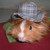 :iconmrselzefizeni: