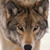 :iconmrsprongsjr: